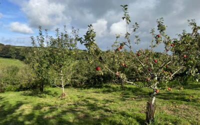 Camelford Community Orchard – Come and Pick!